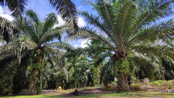 An 10.210 acs Agricultural Land with Oil Palm Tree